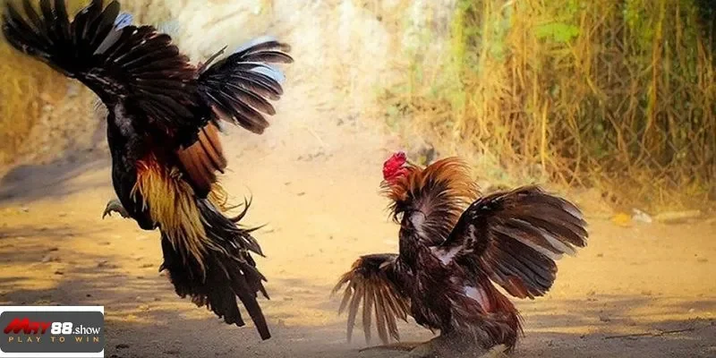 Chiến thuật đúng là chìa khóa mở ra cơ hội thắng lớn tại May88